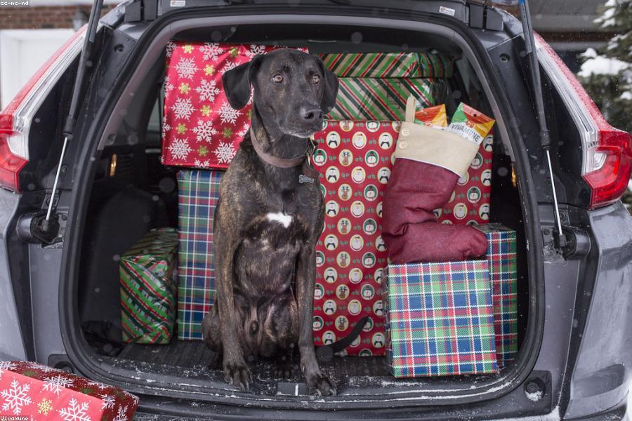 Pets sitting beside moving boxes